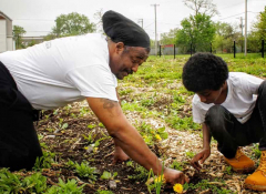 A older black man helping a young black child plant some vegetables. 