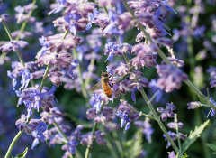 A bee gathers pollen on a bush of purple flowers